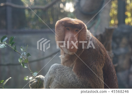○ ○ adult feeling associated with the big nose of proboscis monkeys ○ ○ adult feeling associated with the big nose of proboscis monkeys 45568246