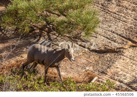 Desert Bighorn Sheep Ewe Desert Bighorn Sheep Ewe 45568506