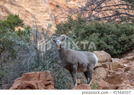 Desert Bighorn Sheep Ewe Desert Bighorn Sheep Ewe 45568507