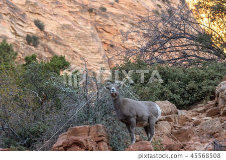 Desert Bighorn Sheep Ewe Desert Bighorn Sheep Ewe 45568508