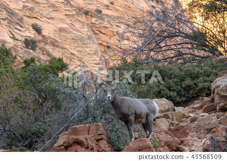 Desert Bighorn Sheep Ewe Desert Bighorn Sheep Ewe 45568509