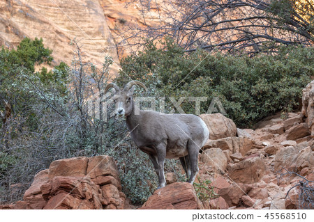Desert Bighorn Sheep Ewe Desert Bighorn Sheep Ewe 45568510