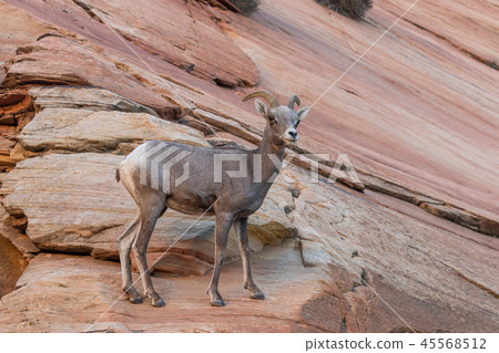 Desert Bighorn Sheep Ewe Desert Bighorn Sheep Ewe 45568512