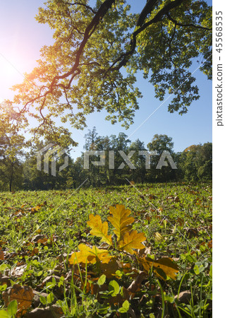 autumn bright leaves lie on a green meadow in a fo autumn bright leaves lie on a green meadow in a fo 45568535