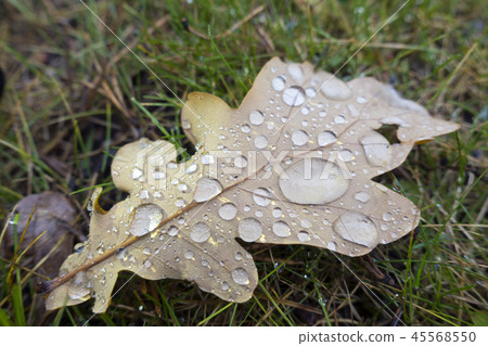 dry autumn oak leaf in large drops of rain lies on 45568550
