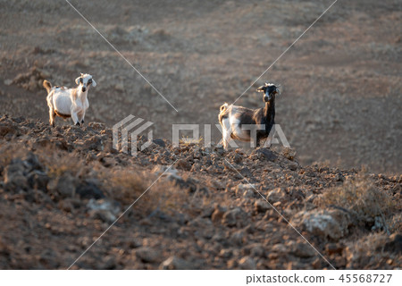 wild goats wild goats 45568727