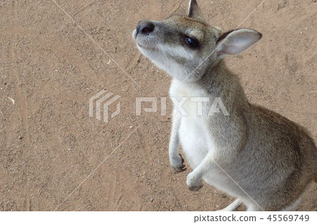 Australian wallaby Australian wallaby 45569749