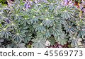 Flowery lupine leaves 45569773