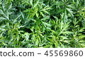 Mugwort leaves 45569860