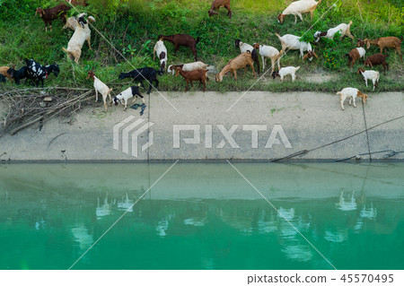 Herd of Goats walk to find eating Herd of Goats walk to find eating 45570495