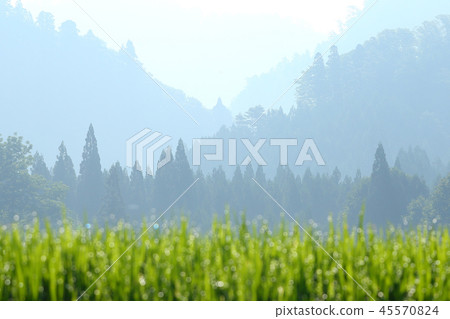 Satoyama in the summer Satoyama in the morning sun 45570824