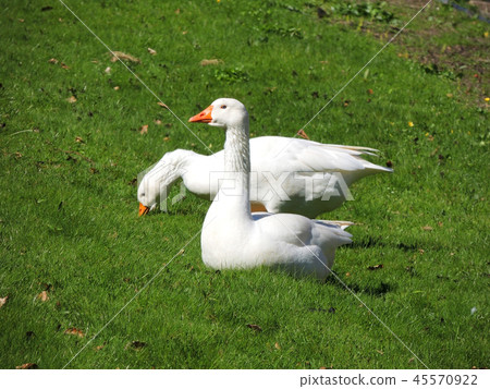 Legart Danish domestic geese Legart Danish domestic geese 45570922