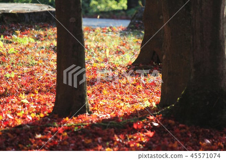 落葉 45571074
