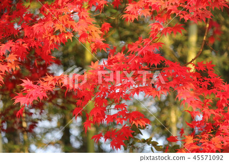 秋天的樹葉 45571092
