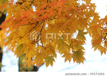 秋天的樹葉 45571093