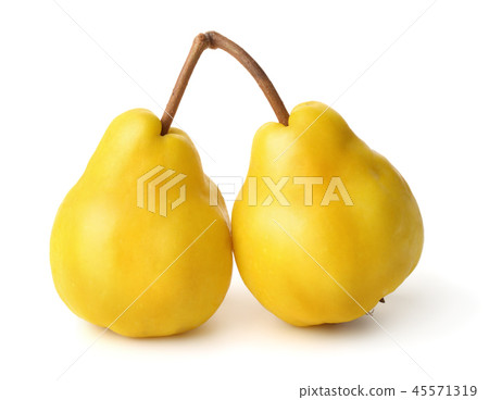 Ripe japanese quince fruits Ripe japanese quince fruits 45571319