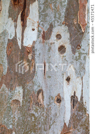 Plane with different shades of bark. Background texture. 45571471