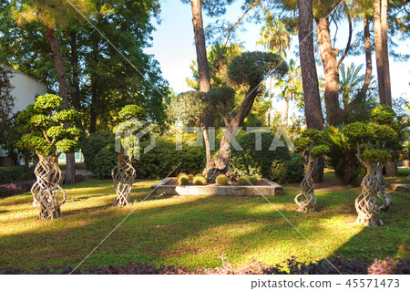 Ficus microcarp, cacti, pines, palm trees, bushes on a green lawn in the park. 45571473