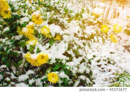 Yellow flowers of chamomile with green leaves covered with snow Yellow flowers of chamomile with green leaves covered with snow 45571677