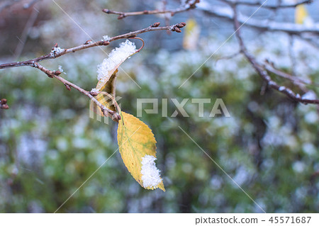 Dry yellow sheet hangs on a branch and snow-capped Dry yellow sheet hangs on a branch and snow-capped 45571687