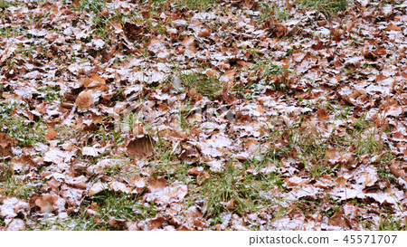 First snow in the park in october First snow in the park in october 45571707