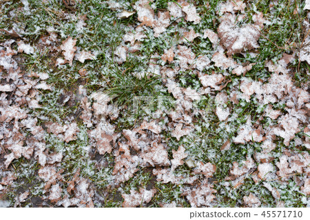Yellow chestnut leaves on the ground covered with snow. Yellow leaves laying on snow. Yellow chestnut leaves on the ground covered with snow. Yellow leaves laying on snow. 45571710