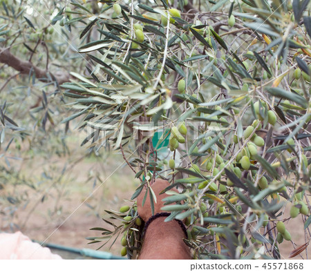 Man's hand holding a branch of olives 45571868