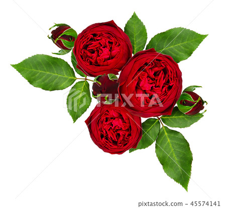 Red rose flowers and buds arrangement 45574141
