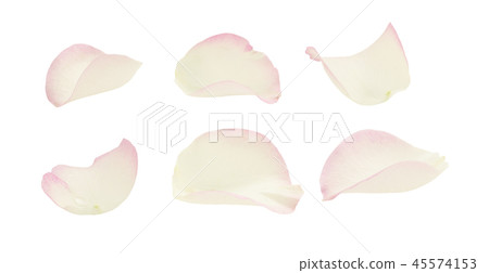 Set of white and pink rose petals 45574153