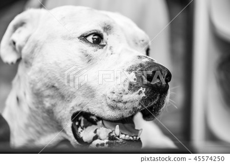 Portrait of Ca de Bou dog with an open mouth, monochrome effect. Also known as Mallorquin mastiff Portrait of Ca de Bou dog with an open mouth, monochrome effect. Also known as Mallorquin mastiff 45574250