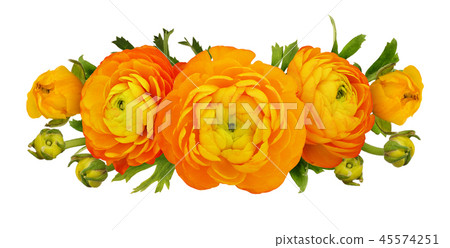 Orange ranunculus flowers and leaves composition Orange ranunculus flowers and leaves composition 45574251