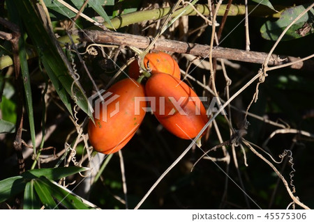 Uraga (rapeseed) 45575306