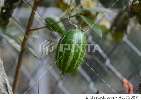 Uraga (rapeseed) 45575307