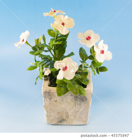 Periwinkle made of resin clay (flower art) Periwinkle made of resin clay (flower art) 45575847