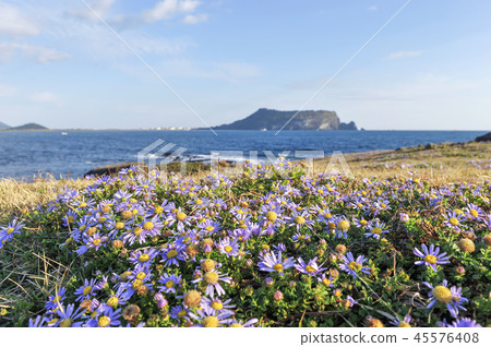 濟州島，韓國，城山日出峰，海洋國家，花 45576408