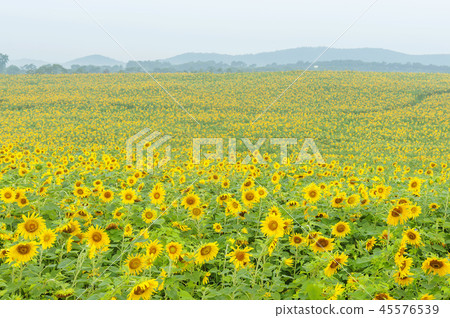 Jeollabuk-do, Korea, Gochang, Hakwon Farm Jeollabuk-do, Korea, Gochang, Hakwon Farm 45576539