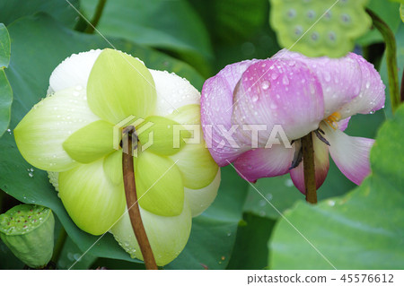 Gyeonggi-do, Korea, Siheung-si, Gwangokji Gyeonggi-do, Korea, Siheung-si, Gwangokji 45576612