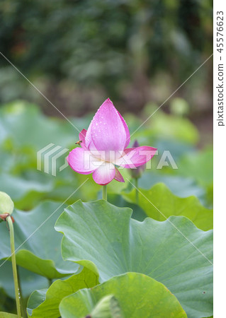 韓國京畿道、始興市、光谷支市 韓國京畿道、始興市、光谷支市 45576623