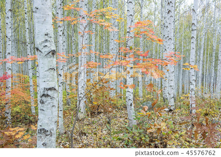 Gangwon-do, Korea, Won-dae-ri, birch, forest Gangwon-do, Korea, Won-dae-ri, birch, forest 45576762