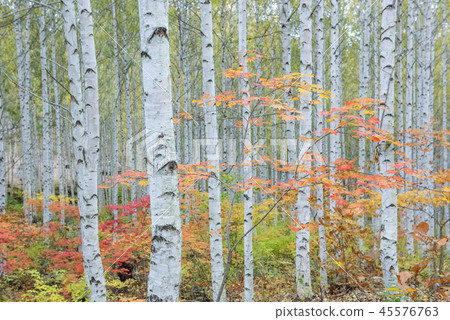 Gangwon-do, Korea, Won-dae-ri, birch, forest Gangwon-do, Korea, Won-dae-ri, birch, forest 45576763