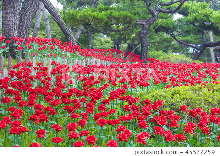 Chungcheongnam-do, Korea, Chungcheongnam-do, Korea, 45577259