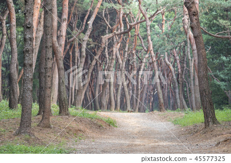 Gyeonggi-do, Korea, Suwon-si, Yungneung, Geonneung Gyeonggi-do, Korea, Suwon-si, Yungneung, Geonneung 45577325