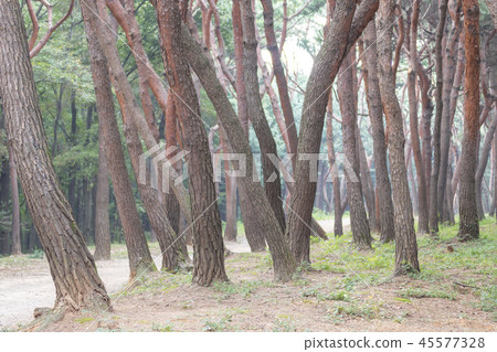 Gyeonggi-do, Korea, Suwon-si, Yungneung, Geonneung Gyeonggi-do, Korea, Suwon-si, Yungneung, Geonneung 45577328