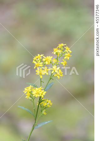 Gyeonggi-do, Korea, Suwon-si, Yungneung, Geonneung 45577346