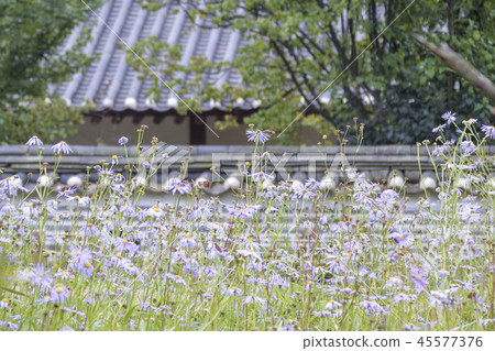 Gyeonggi-do, Korea, Suwon-si, Yungneung, Geonneung 45577376