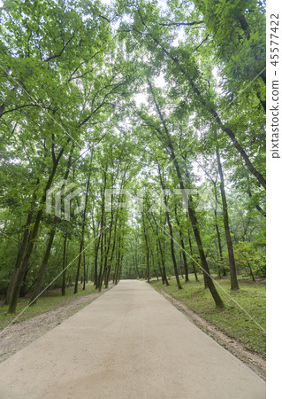 Gyeonggi-do, South Korea, Suwon, Gyeonggi-do, South Korea, Suwon, 45577422
