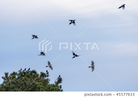 韓國仁川，江華島，正足山，天空 45577633