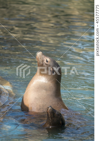 加州海獅 45577775