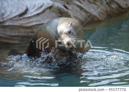 加州海獅 45577778