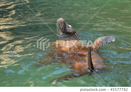 California sea lion 45577782